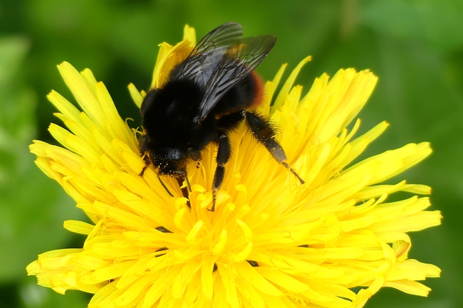 ../previews/028-Hymenoptera, Apidae, Bombus lapidarius, Steinhummel_2024_03_31--10-56-25.jpeg.medium.jpeg