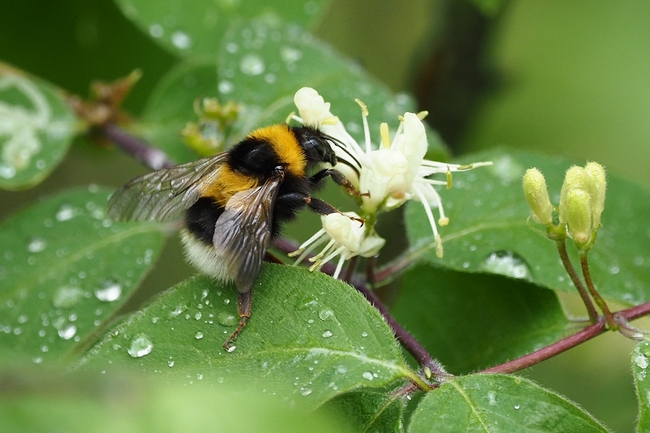 ../previews/029-Hymenoptera, Apidae, Bombus pratorum, Wiesenhummel_2024_04_20--09-35-56.jpeg.medium.jpeg