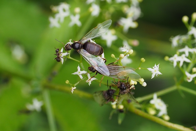 ../previews/030-Hymenoptera, Formicidae, Ameisen schwaermen aus_2024_07_15--13-07-45.jpeg.medium.jpeg