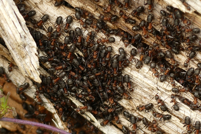 ../previews/031-Hymenoptera, Formicidae, Formica rufa, Rote Waldameise, Nest bei Baumstumpf_2024_03_15--16-41-12.jpeg.medium.jpeg