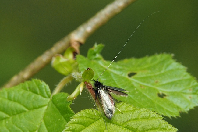 ../previews/032-Lepidoptera, Adelidae, Adela reaumurella_2024_04_25--14-40-37.jpeg.medium.jpeg