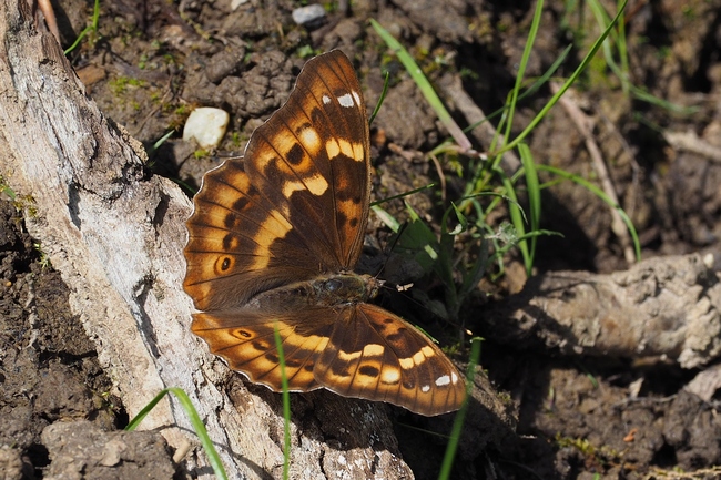 ../previews/035-Lepidoptera, Nymphalidae, Apatura ilia, Kleiner Schillerfalter_2024_07_05--10-13-26.jpeg.medium.jpeg