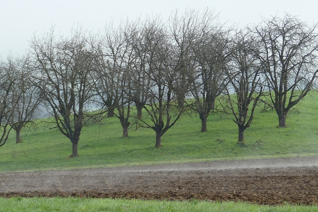 ../previews/042-Nebel ueber einem Acker_2024_03_17--11-07-02.jpeg.medium.jpeg