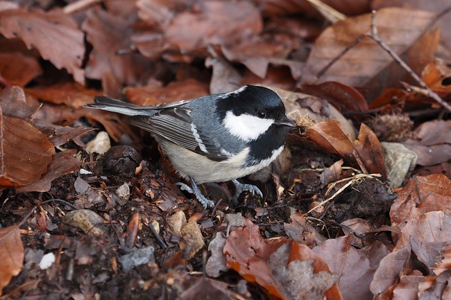 ../previews/049-Paridae, Periparus ater, Tannenmeise_2024_01_26--11-03-28.jpeg.medium.jpeg