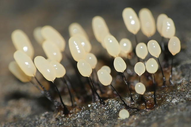 ../previews/054-Schleimpilze, Stemonitopsis_2024_02_18--10-40-20.jpeg.medium.jpeg