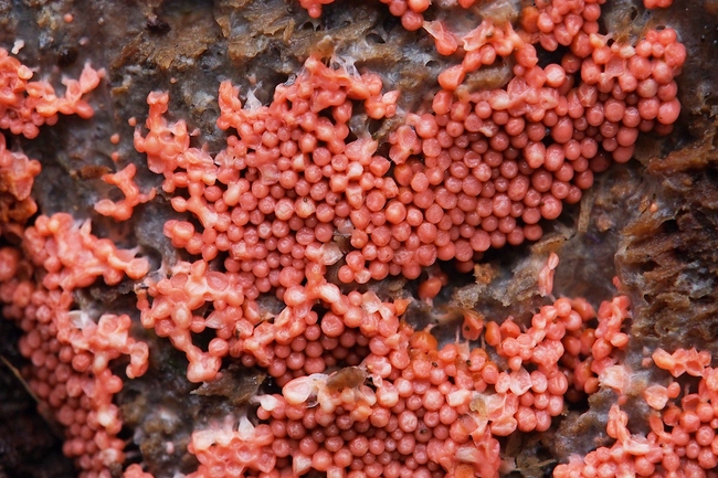 ../previews/056-Schleimpilz, Trichia_2024_03_14--09-05-14.jpeg.medium.jpeg