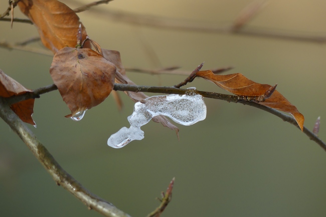 ../previews/057-Schneerest an einem Ast_2024_01_22--11-40-11.jpeg.medium.jpeg