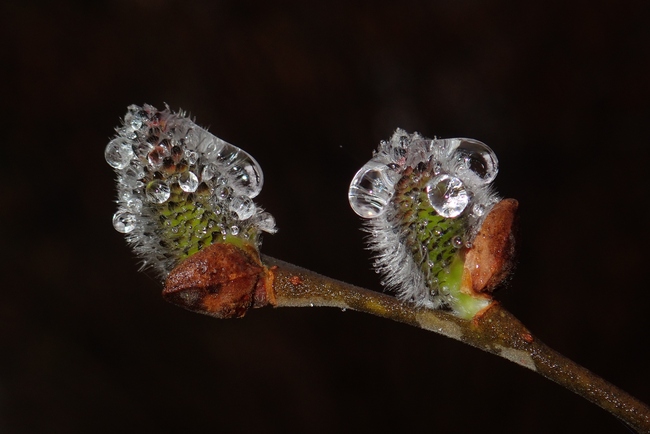 ../previews/065-Tropfen an Weidenkaetzchen_2024_02_17--11-22-49.jpeg.medium.jpeg