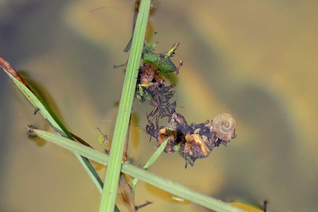 ../previews/067-Trychoptera, Koecherfliegen, Larven_2024_03_09--13-41-24.jpeg.medium.jpeg