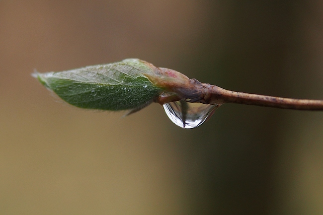 ../previews/069-Wassertropfen an einer Knospe der Heckenkirsche_2024_02_22--11-02-57.jpeg.medium.jpeg