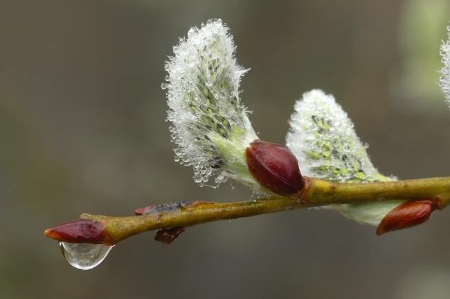 ../previews/070-Weiden-Bluetenknospen mit Wassertropfen_2024_03_02--11-50-54.jpeg.medium.jpeg