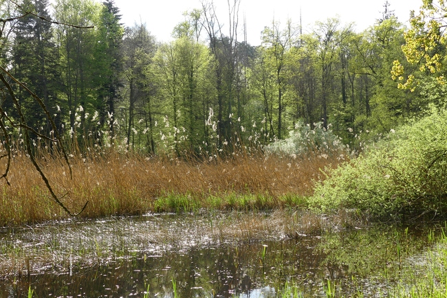 ../previews/071-Weiherlandschaft im Fruehling_2024_04_13--17-04-51.jpeg.medium.jpeg