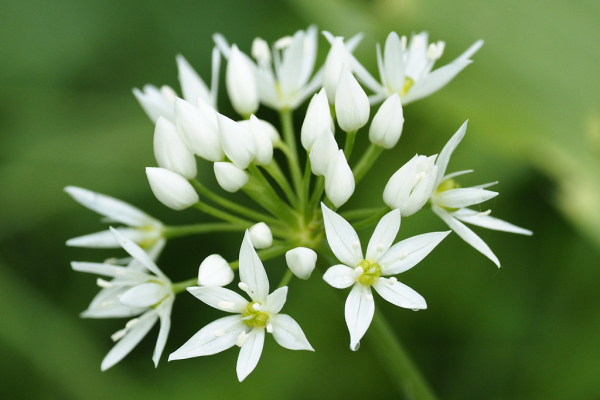 Skaliertes Bild Amaryllidaceae, Allium arsinum, bluehender Baerlauch_2024_04_19--09-45-02.jpg 