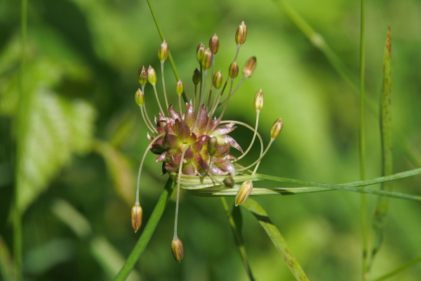 Skaliertes Bild Amaryllidaceae, Allium, Lauch, Bluete_2024_07_01--17-00-09.jpg 