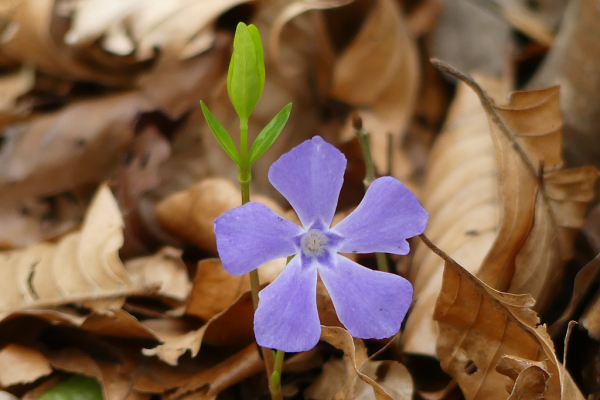 Skaliertes Bild Apocynaceae, Vinca major, Immergruen, Bluete_2024_03_27--10-04-29.jpg 