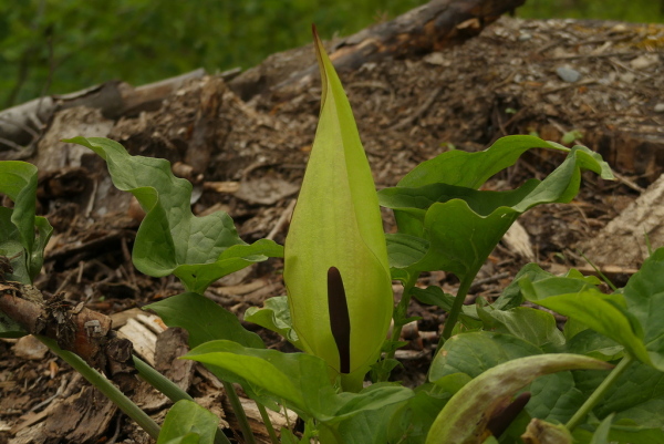 Skaliertes Bild Araceae, Arum maculatum, Gefleckter Aronstab, Bluete_2021_05_04--09-46-45.jpg 