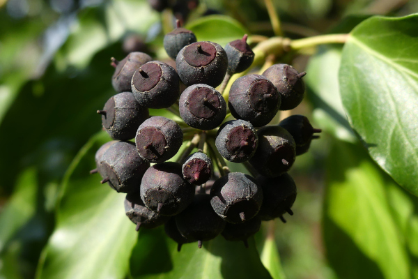 Skaliertes Bild Araliaceae, Hedera helix, Gemeiner Efeu, Beeren_2024_01_16--13-52-15.jpg 