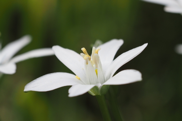 Skaliertes Bild Asparagaceae, Ornithogalum umbellatum, Milchstern_2023_05_04--14-44-13.jpg 