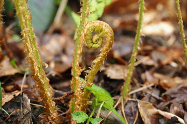 Skaliertes Bild Aspidiaceae, Dryopteris filix-mas, Wurmfarn, Blattrolle_2024_04_20--10-24-03.jpg 