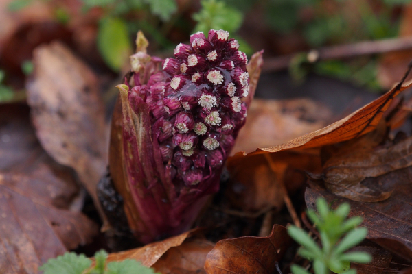 Skaliertes Bild Asteraceae, Petasites hybridus, Gewoehnliche Pestwurz, Bluete_2024_03_07--10-25-13.jpg 