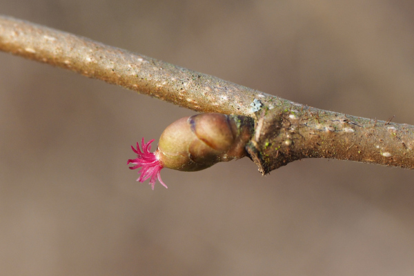 Skaliertes Bild Betulaceae, Corylus avellana, Hasel, weibliche Bluete_2023_03_04--16-17-30.jpg 