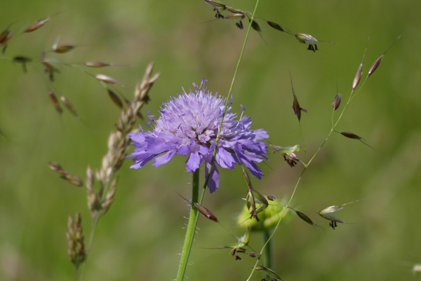 Skaliertes Bild Caprifoliaceae, Knautia arvensis, Skabiose, Bluete_2023_05_27--10-17-56.jpg 