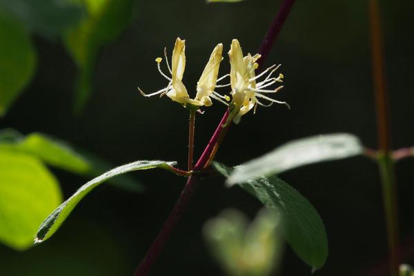 Skaliertes Bild Caprifoliaceae, Lonicera xylosteum, Rote Heckenkirsche, Bluete_2024_04_25--15-10-00.jpg 