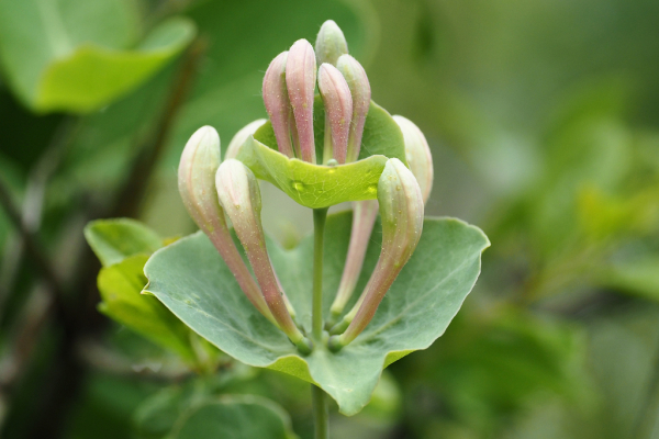 Skaliertes Bild Caprifoliaceae, Lonicera, Heckenkirsche_2024_04_20--09-45-00.jpg 