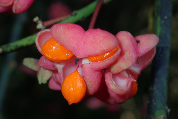 Skaliertes Bild Celastraceae, Euonymus europaeus, Pfaffenkaeppchen_2021_10_16--13-02-17.jpg 