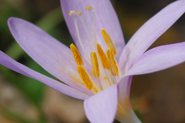 Skaliertes Bild Colchicaceae, Colchicum autumnale, Herbstzeitlose, Bluete_2023_09_01--11-13-55.jpg 