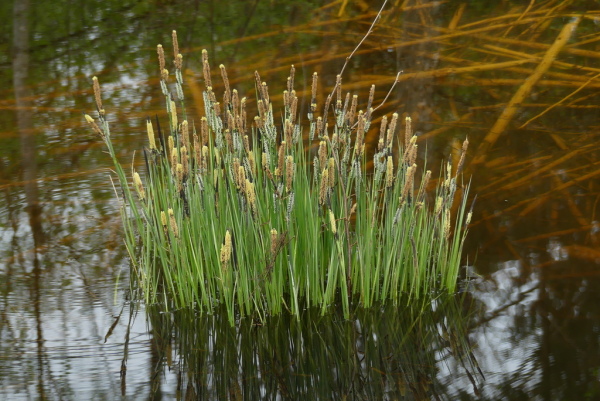 Skaliertes Bild Cyperaceae, Riedgras mit Blueten_2024_04_07--11-02-51.jpg 