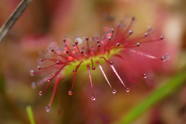 Skaliertes Bild Droseraceae, Drosera rotundifolia, Sonnentau_2023_07_23--13-32-53.jpg 