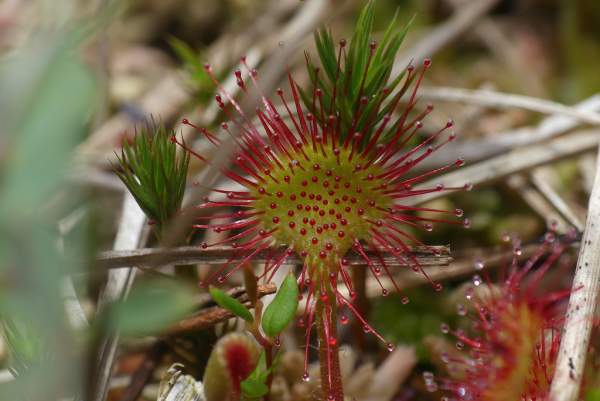 Skaliertes Bild Droseraceae, Drosera rotundifolia, Sonnentau_2023_07_23--13-33-36.jpg 