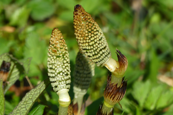 Skaliertes Bild Equisetaceae, Equisetum Schachtelhalm, Blueten_2024_03_21--12-40-03.jpg 