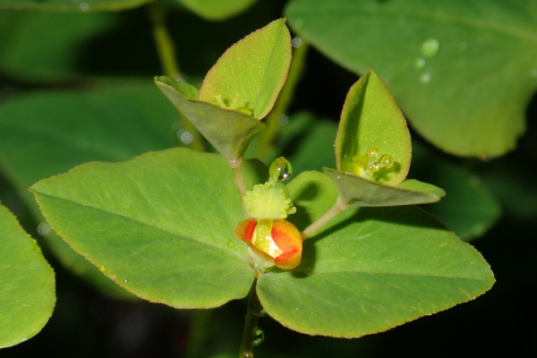 Skaliertes Bild Euphorbiaceae, Euphorbia, Wolfsmilch, Blueten_2023_05_01--09-41-59.jpg 