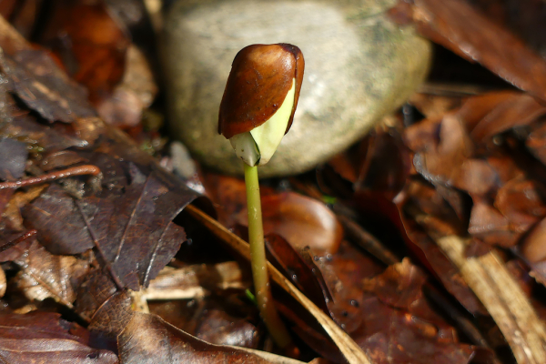 Skaliertes Bild Fagaceae, Fagus sylvatica, Rot-Buche, Sproessling_2024_03_16--11-02-21.jpg 