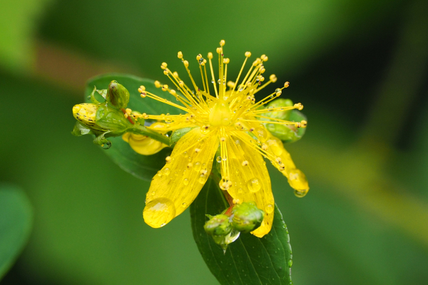 Skaliertes Bild Hypericaceae, Hypericum, Johanniskraut, Bluete_2024_07_07--10-09-16.jpg 