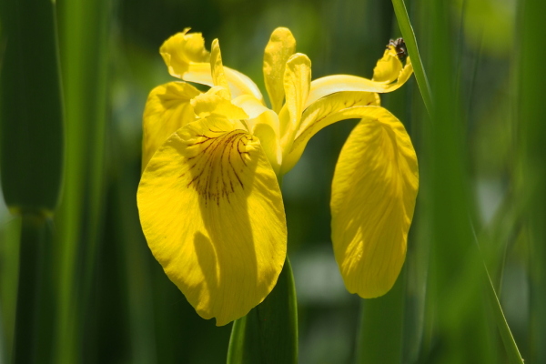 Skaliertes Bild Iridaceae, Iris pseudacorus, Sumpf-Schwertlilie, Bluete_2023_05_22--14-38-49.jpg 