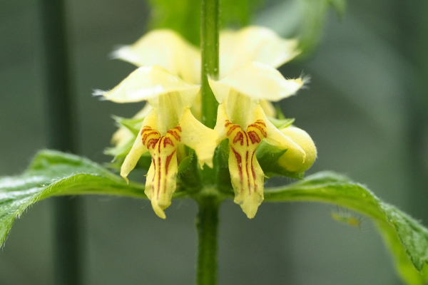 Skaliertes Bild Lamiaceae, Lamium galeobdolon, Goldnessel_2024_04_19--09-42-48.jpg 