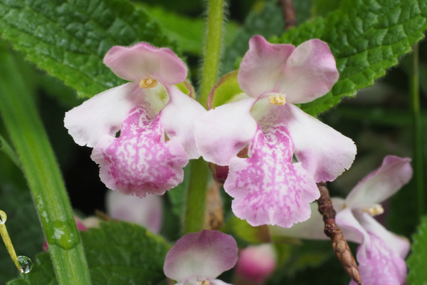 Skaliertes Bild Lamiaceae, Melittis melissophyllum, Immenblatt_2023_05_13--09-41-17.jpg 