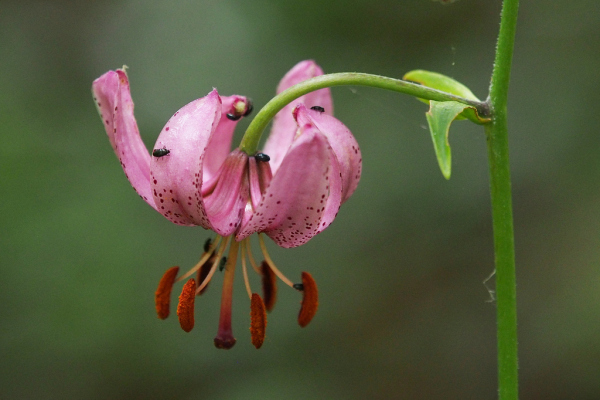 Skaliertes Bild Liliaceae, Lilium martagon, Tuerkenbund, Blueten_2022_06_07--11-02-35.jpg 