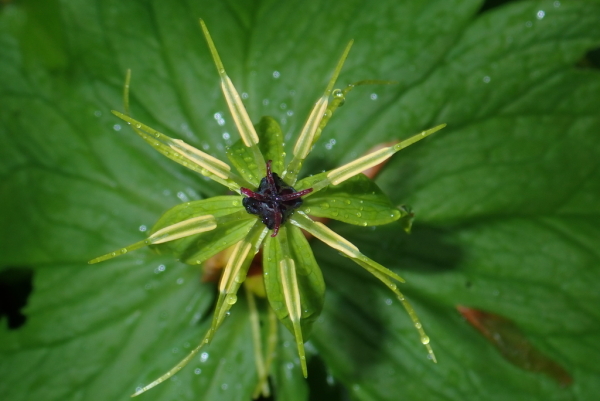 Skaliertes Bild Melanthiaceae, Paris quadrifolia, Einbeere_2022_04_26--10-05-14.jpg 