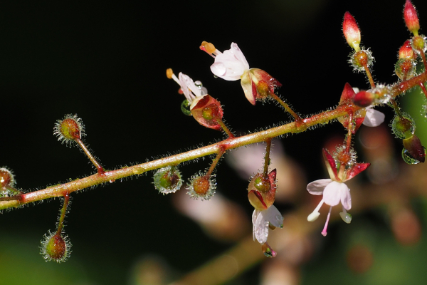 Skaliertes Bild Onagraceae, Circaea lutetiana, Gewoehnliches Hexenkraut_2024_07_16--09-22-09.jpg 