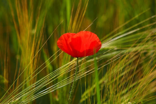 Skaliertes Bild Papaveraceae, Papaver rhoeas, Klatschmohn_2021_06_12--09-43-35.jpg 