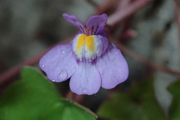 Skaliertes Bild Plantaginaceae, Cymbalaria muralis_2021_05_16--13-18-39.jpg 