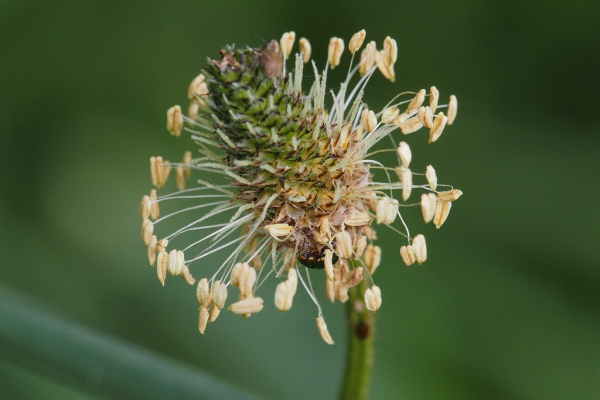 Skaliertes Bild Plantaginaceae, Plantago lanceolata, Spitzwegerich, Bluete_2023_05_19--13-32-00.jpg 