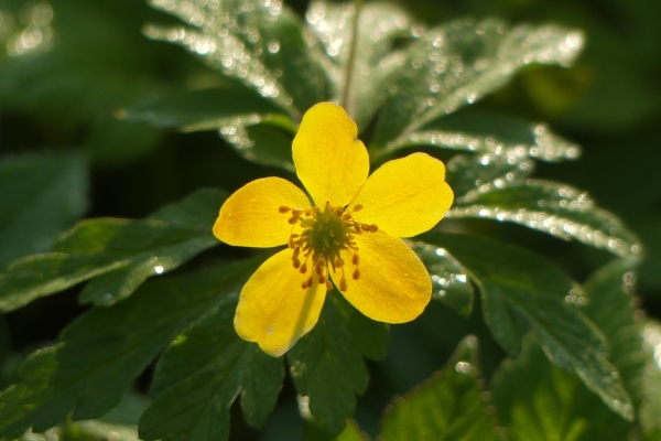 Skaliertes Bild Ranunculaceae, Anemone ranunculoides, Gelbes Windroeschen_2021_04_20--09-09-50.jpg 