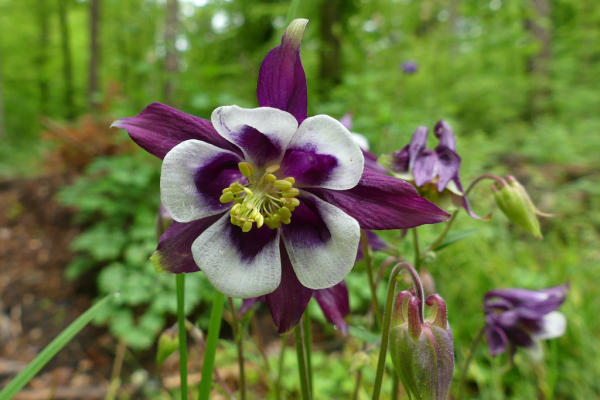 Skaliertes Bild Ranunculaceae, Aquilegia, Akelei, Bluete_2023_05_10--10-02-02.jpg 