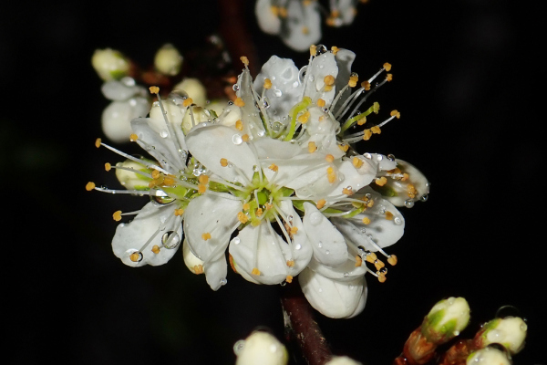 Skaliertes Bild Rosaceae, Prunus spinosa, Schlehe, Blueten_2023_03_26--09-42-49.jpg 