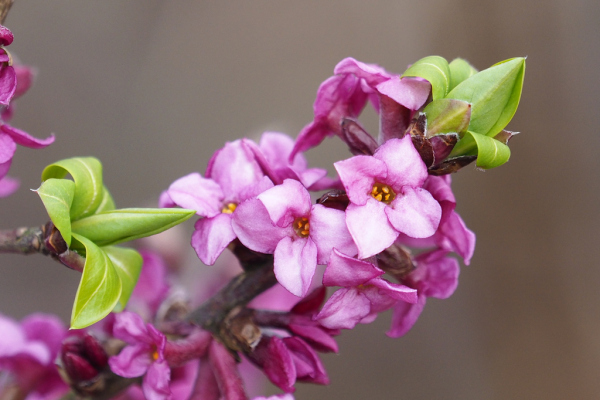 Skaliertes Bild Thymelaeaceae, Daphne mezereum, Seidelbast, Blueten_2023_03_07--09-44-39.jpg 